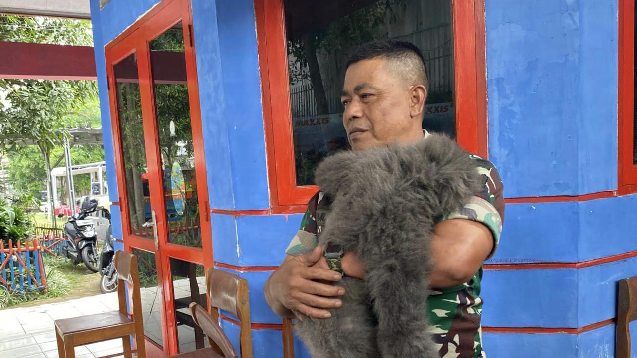 Satwa Langka Owa Jawa Masuk Permukiman di Cisarua Bandung, Seorang Anak Terluka Usai Diserang