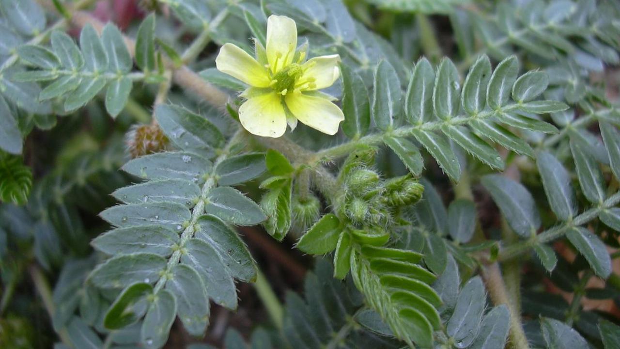 3. Tribulus<br>