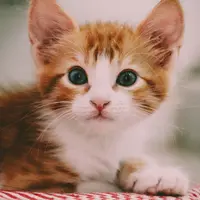 Ilustrasi Kucing Credit: pexels.com/Larissa