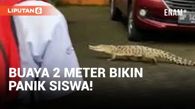 Geger! Buaya 2 Meter Masuk ke Kawasan Sekolah!