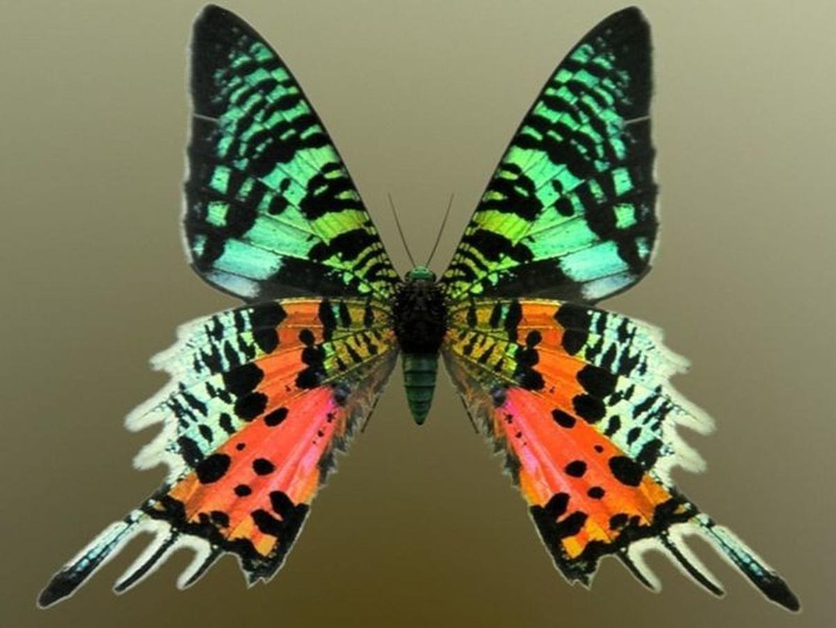 <br>Madagascan Sunset Moth (Chrysiridia rhipheus)