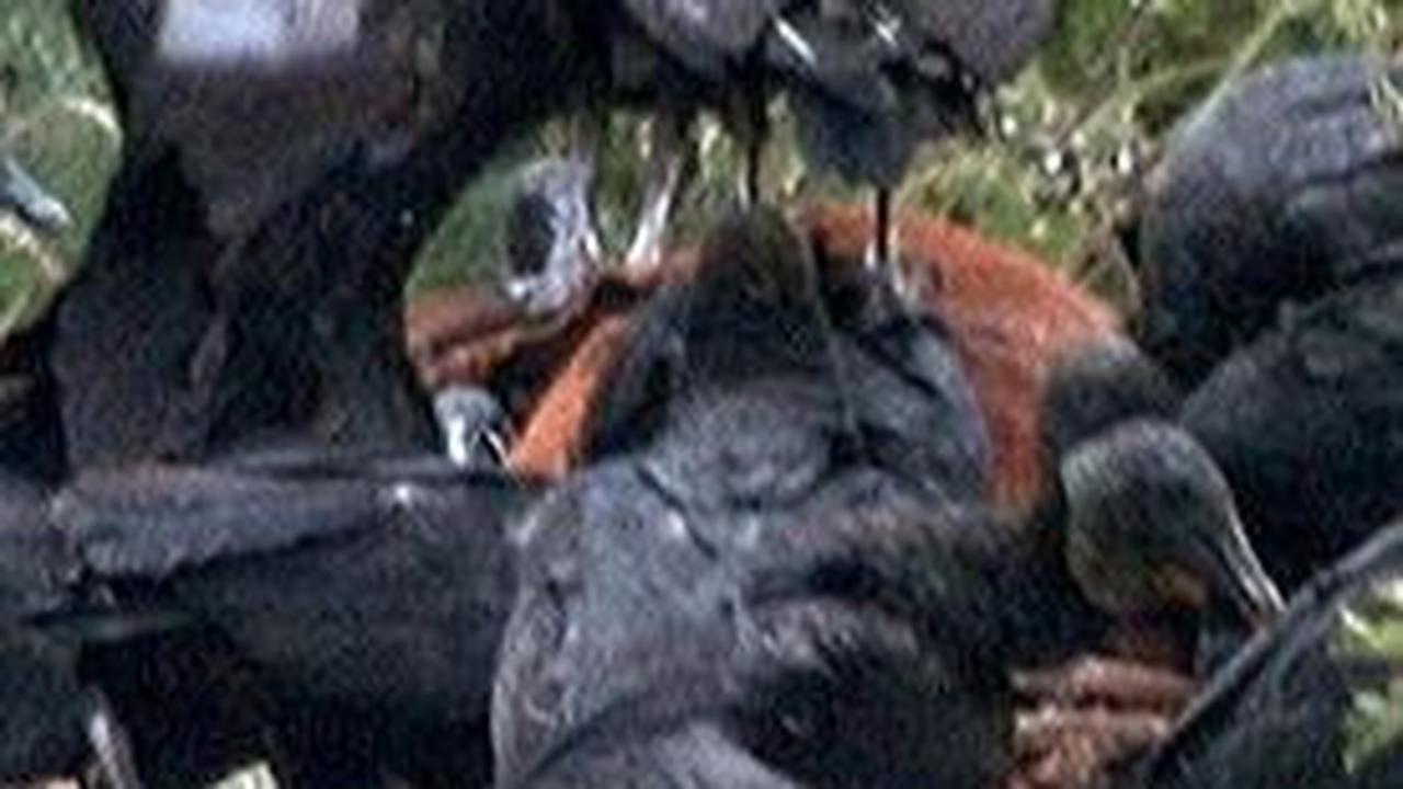5. Burung Nasar<br>