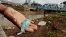 Warga memperlihatkan ikan yang didapatkannya dari Banjir Kanal Barat, Tanah abang, Jakarta, Sabtu (4/1/2020). Debit air yang mulai surut di aliran tersebut dimanfaatkan warga untuk mencari ikan. (Liputan6.com/Angga Yuniar)
