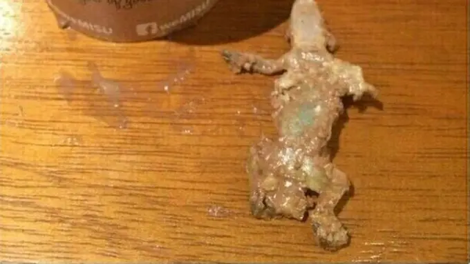 Waspadalah! Jangan Sampai Ada Cicak di Makananmu