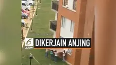 Dikira akan jatuh, petugas keamanan dan anak-anak sudah siap menolong seekor anjing. Ternyata anjing tersebut, hanya bermain dan masuk ke dalam jendela apartemen.