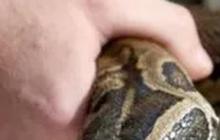 Pria Ini Bawa 47 Ekor Ular Piton dan 2 Kadal di Pesawat, Nasibnya Jadi Begini