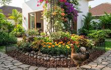 10 Cara Mencegah Ayam Tetangga Merusak Tanaman Hias, Solusi Efektif agar Kebun Tetap Cantik