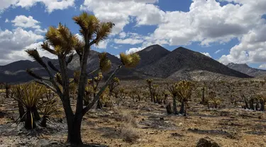 Lanskap yang terbakar dari Kebakaran York di Cagar Alam Nasional Mojave di Nipton, California pada Selasa, 1 Agustus 2023. (AP Photo/Ty O'Neil)