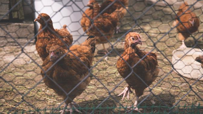5 Cara Membuat Kandang Ayam Sederhana Pahami Langkah Dasarnya Hot Liputan6 Com