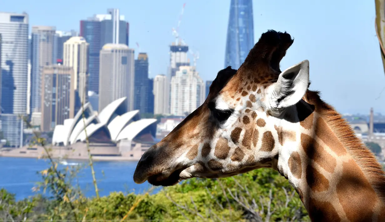 Seekor jerapah melihat ke arah Gedung Opera di Kebun Binatang Taronga di Sydney (18/10/2021). Kebun binatang Taronga membuka kembali pintunya bagi pengunjung yang divaksinasi setelah pencabutan pembatasan penguncian Sydney. (AFP/Saeed Khan)