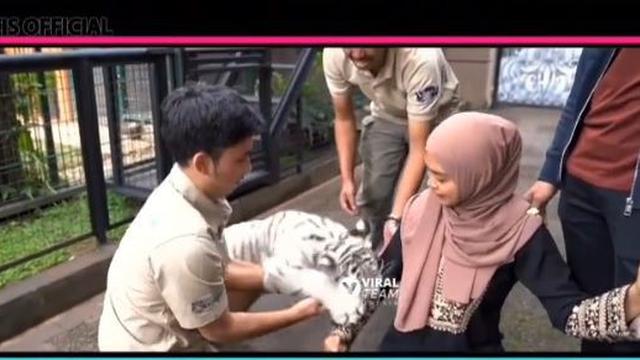 Ria Ricis mencoba digigit anak harimau