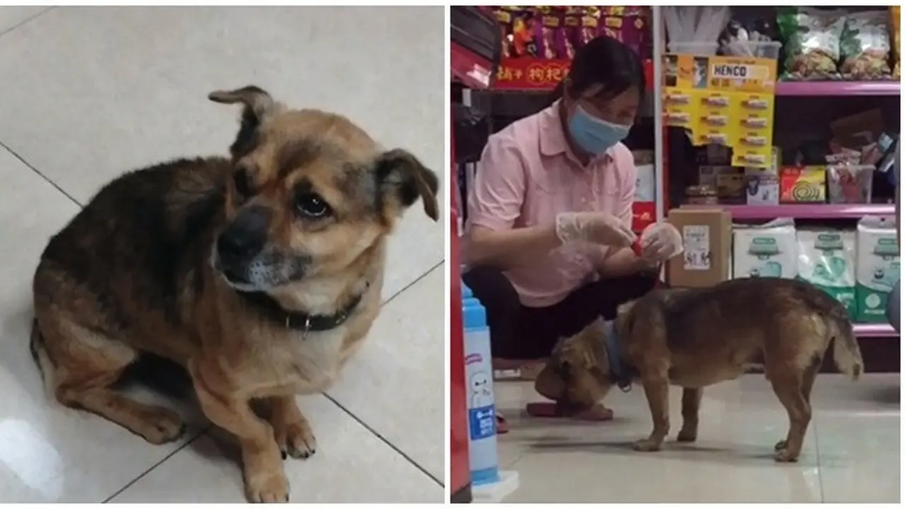 Anjing Ini Tak Tahu Pemiliknya Meninggal, Tiga Bulan Setia Menunggu di Rumah Sakit