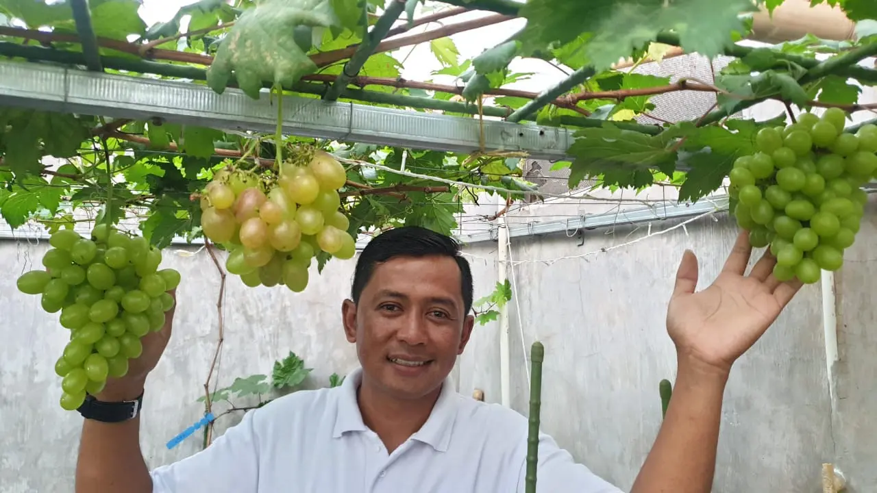 Yosep Mulyana (36), petani milenial asal Garut, Jawa Barat, menunjukan ranumnya buah anggur impor yang sukses ia kembangkan di pekarangan rumah miliknya di Garut.