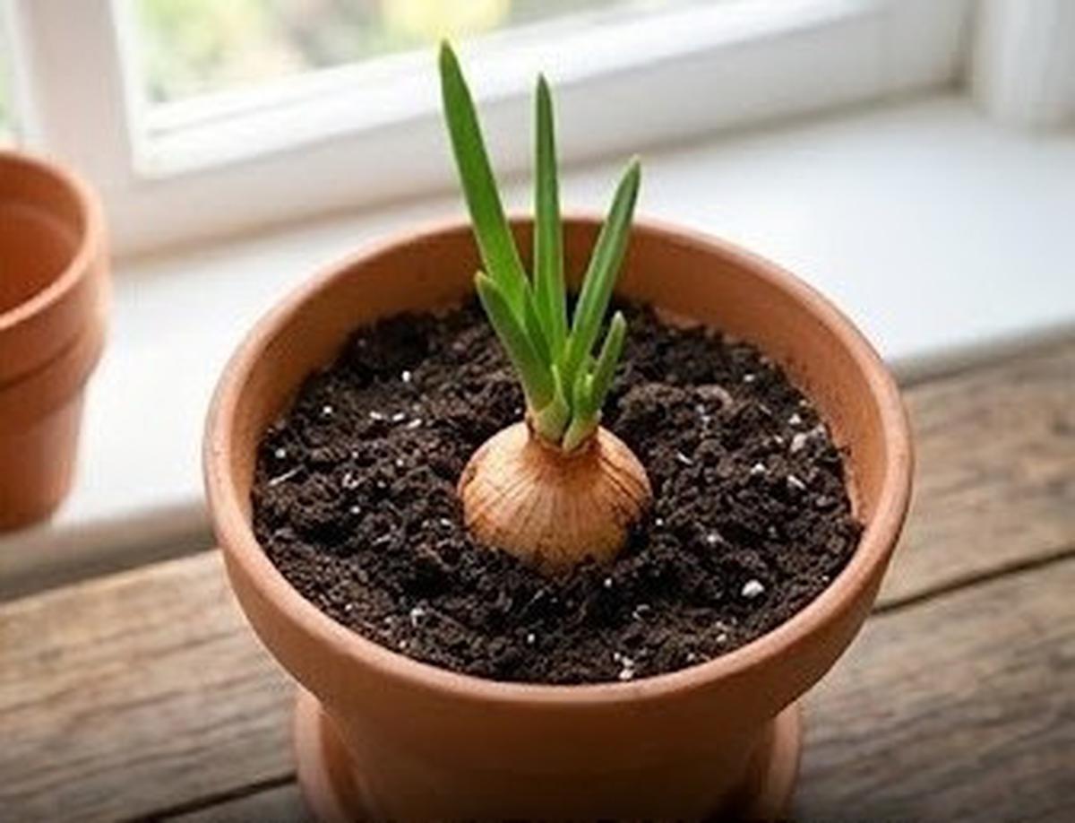 Cara Menanam Bawang Bombay dari Bagian Pangkal yang Masih Bertunas