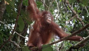 Pelepasliaran orang utan Artemis dan Gieke ke hutan di Taman Nasional Betung Kerihun. (dok. Biro Humas Kemenhut)