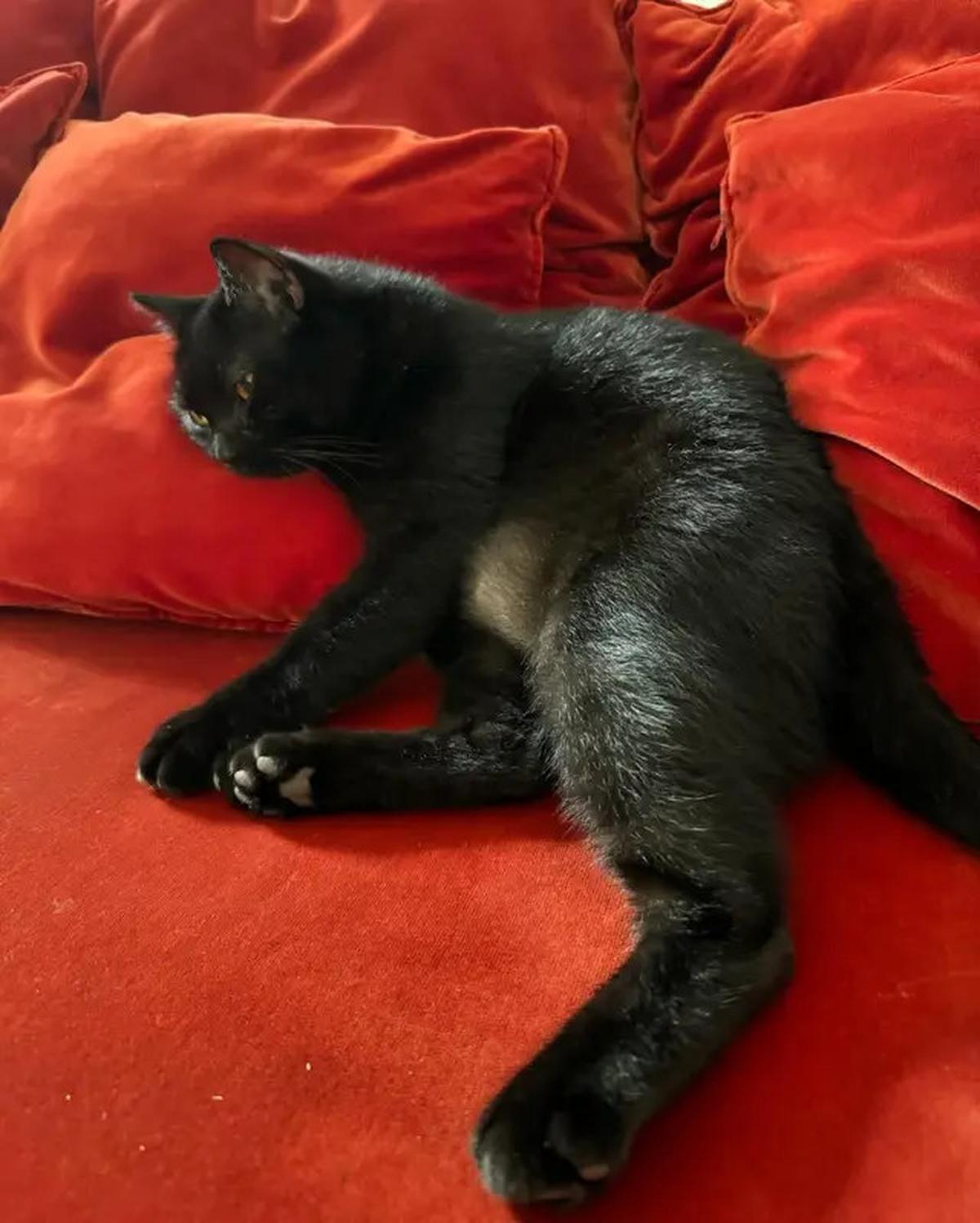 Foto-Foto Kucing Nirina Zubir, Banyak yang Diselamatkan dari Jalanan