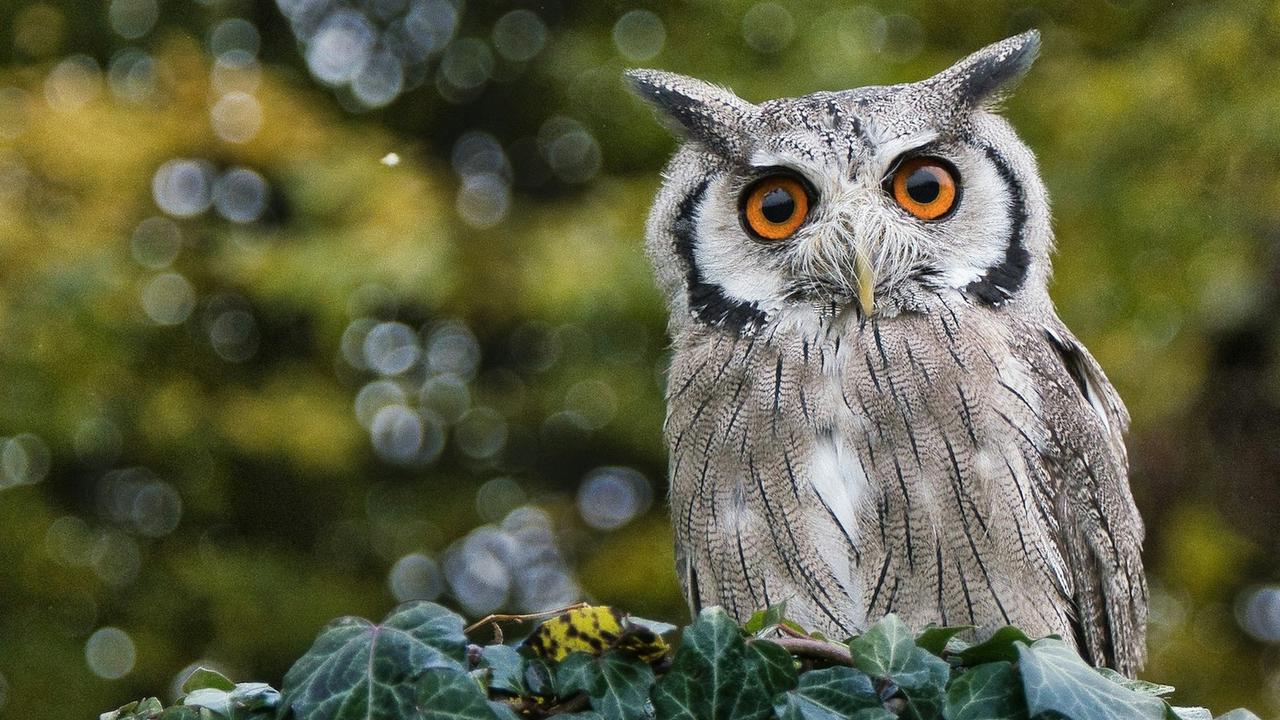 Owl