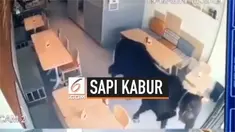 Menjelang hari Idul Adha, terekam kamera CCTV beberapa ekor sapi kabur. Bahkan ada yang masuk ke dalam restoran.