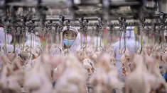 Seorang pekerja mengolah ayam di pabrik daging dan unggas di Shenyang di provinsi Liaoning timur laut China (26/8/2021).  (AFP/STR/China Out)