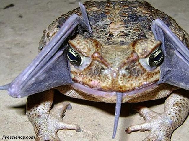 Telan Kelelawar Penampakan Kodok Di Peru Mirip Mutan Global Liputan6 Com