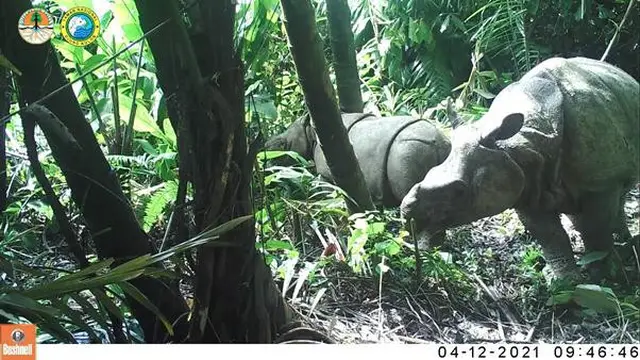 Hadiah HUT ke-76 RI, 2 Anak Badak Jawa Terekam Kamera Pemantau Taman Nasional Ujung Kulon