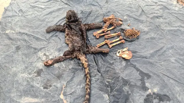 KLHK Tangkap Penjual Organ Tubuh Macan Dahan di Jambi