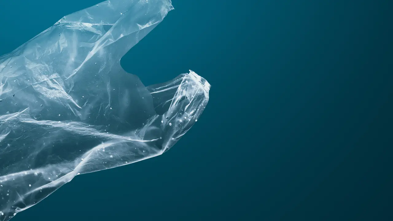 Dampak Cemaran Mikroplastik pada Hewan dan Manusia, Pakar Singgung Soal Gangguan Reproduksi