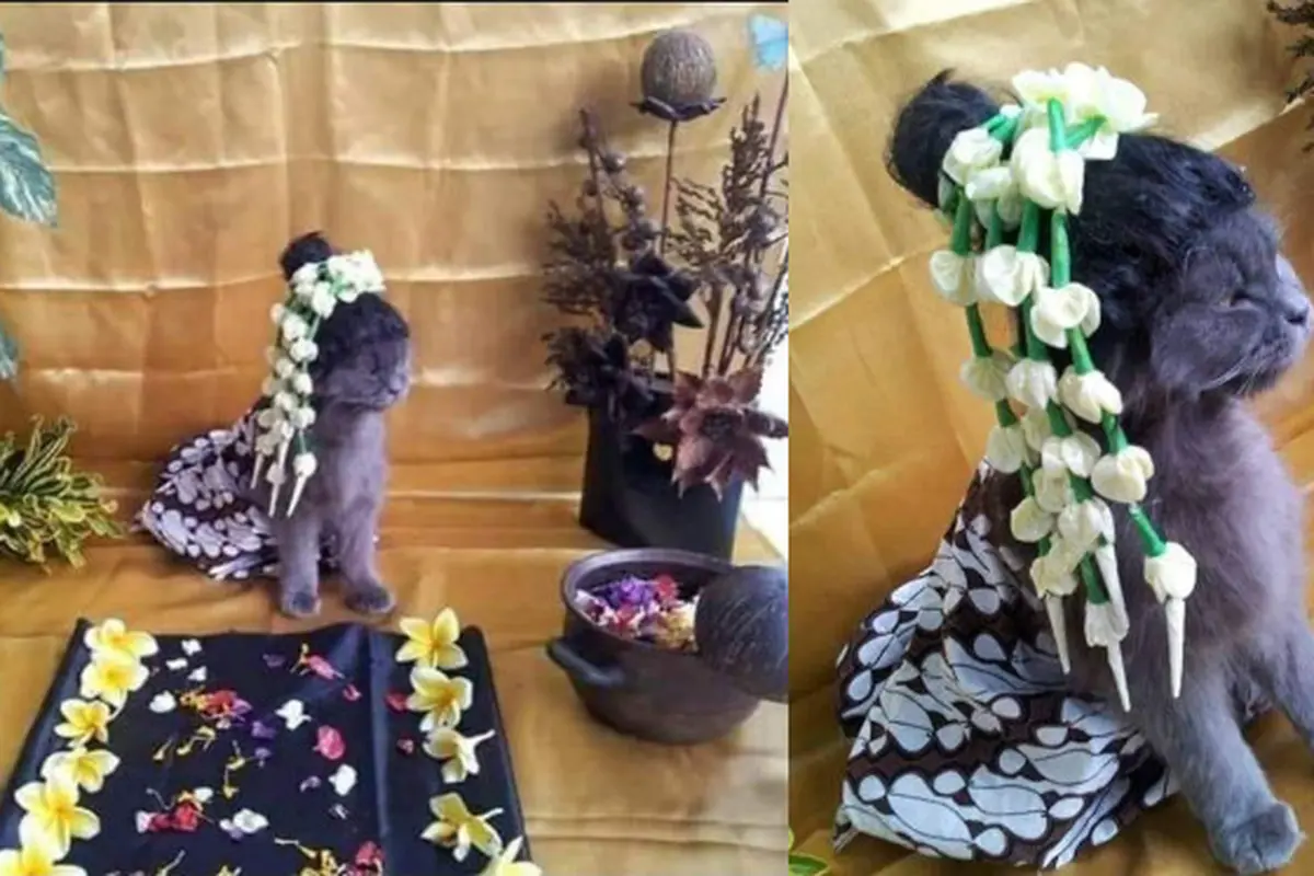 Viral Pria Ini Gelar Acara 7 Bulanan Untuk Kucingnya, Bikin Geleng Kepala