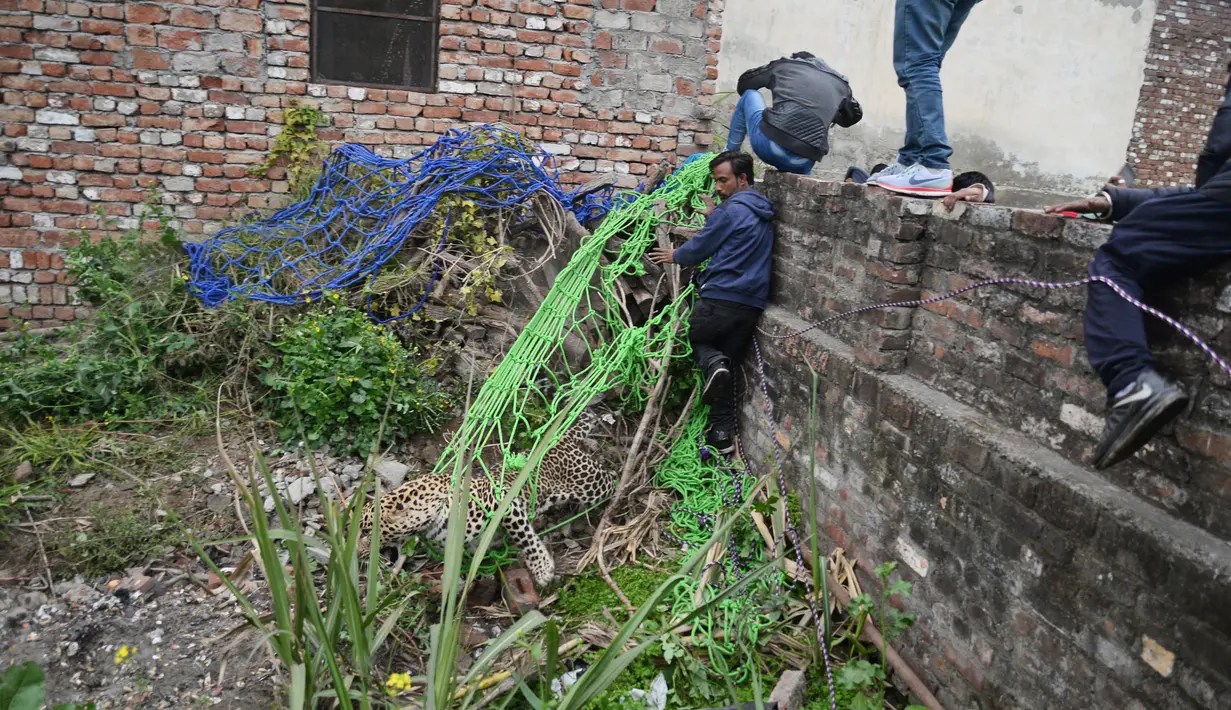 Seekor macan tutul berusaha membebaskan dirinya dari jaring setelah ditemukan memasuki perkampungan di Jalandhar, India utara, Kamis (31/1). Macan tutul yang ketakutan itu mengamuk dan menyerang warga dan mengakibatkan enam orang terluka. (AP Photo)