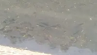 Pemprov DKI Gelar Operasi Tangkap Ikan Sapu-Sapu Serentak Besok Jumat 17 April 2026, Ini Titiknya