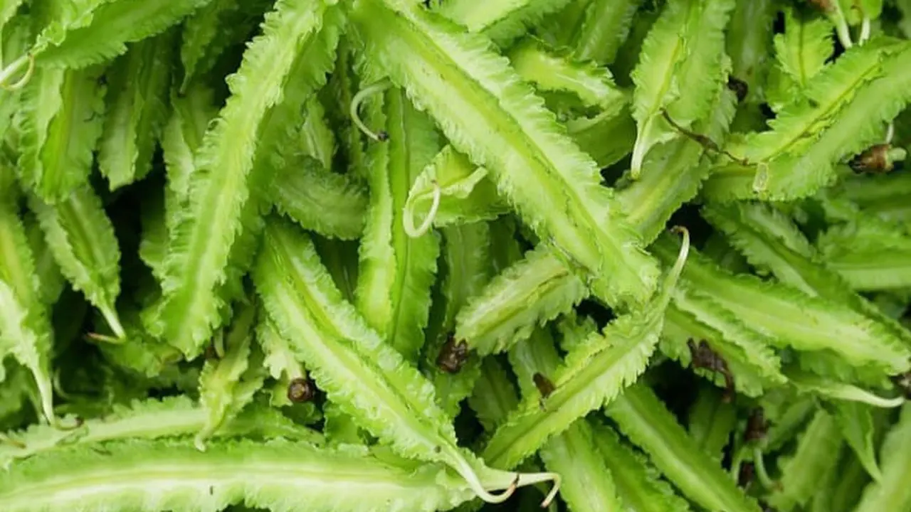 Sayur Kecipir Punya Khasiat, Ini Manfaatnya untuk Kesehatan Tubuh