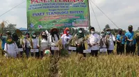 Panen raya Pertani  HKTI dengan  PT Tunas Harmoni Abadi (Pupuk Biotani) di  Panggungrejo Kepanjen, Kabupaten Malang. (Istimewa)