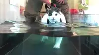 Kegendutan, Kucing Ini 'Latihan' Treadmill Program Diet