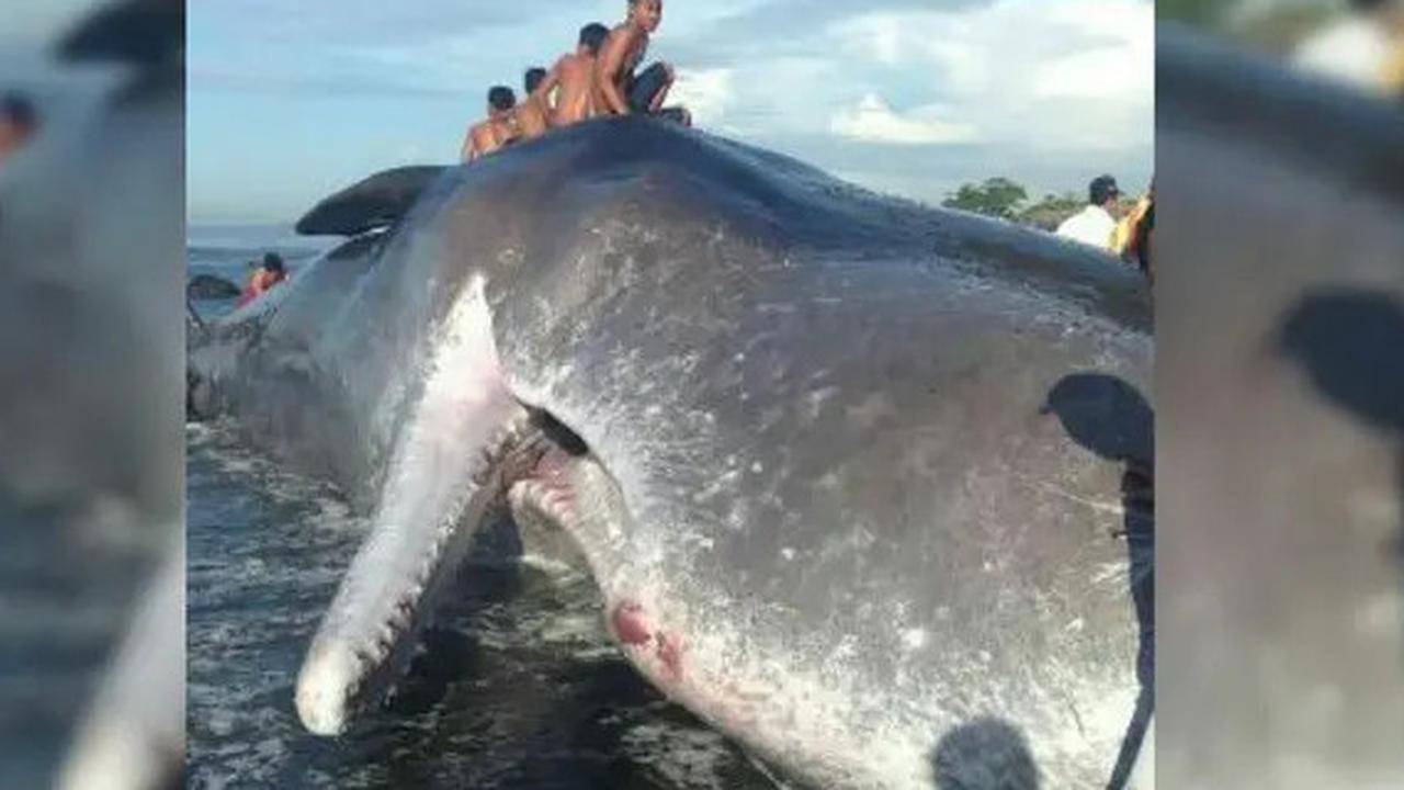 Bangkai Ikan Paus yang Terdampar di Pantai Bisa Meledak, Begini Penjelasan Sains