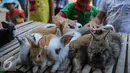 Sejumlah anak melihat kelinci dalam pameran flora dan fauna di Jakarta, Sabtu (19/9/2015). Pameran yang digelar selama 30 hari menghadirkan 150 stand bursa tanaman hias, tanaman buah, tanaman herbal, dan hewan peliharaan. (Liputan6.com/Faizal Fanani)