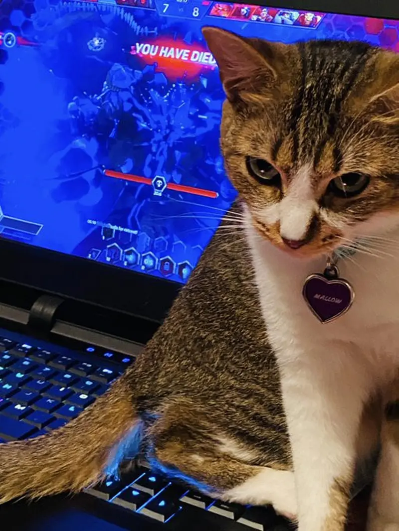 6 Potret Kucing Ganggu Majikan Main Game Ini Bikin Senyum Tipis