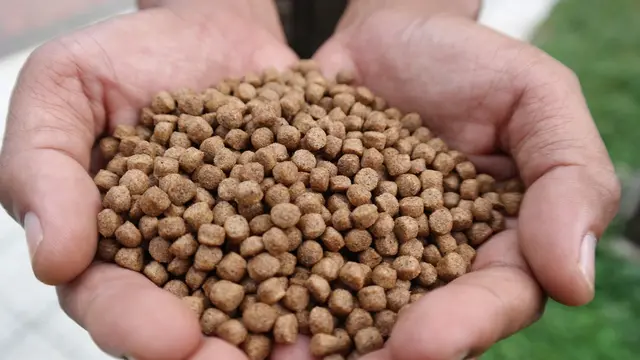 pellet