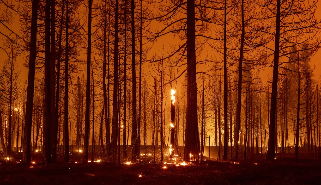 Pohon-pohon terbakar selama kebakaran Dixie dekat Greenville, California, Selasa (3/8/2021). Kondisi kering dan berangin telah menyebabkan peningkatan aktivitas kebakaran saat petugas pemadam kebakaran memerangi kobaran api yang berkobar pada 14 Juli. (AFP/Josh Edelson)