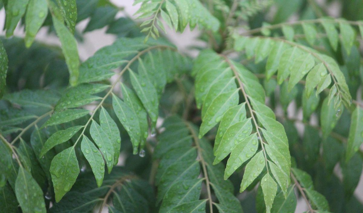 Cara Mengonsumsi Daun Kari Untuk Menurunkan Gula Darah:
