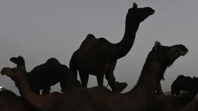 Pushkar Fair, Tempat Berkumpulnya Ribuan Hewan Ternak Terbesar di Dunia