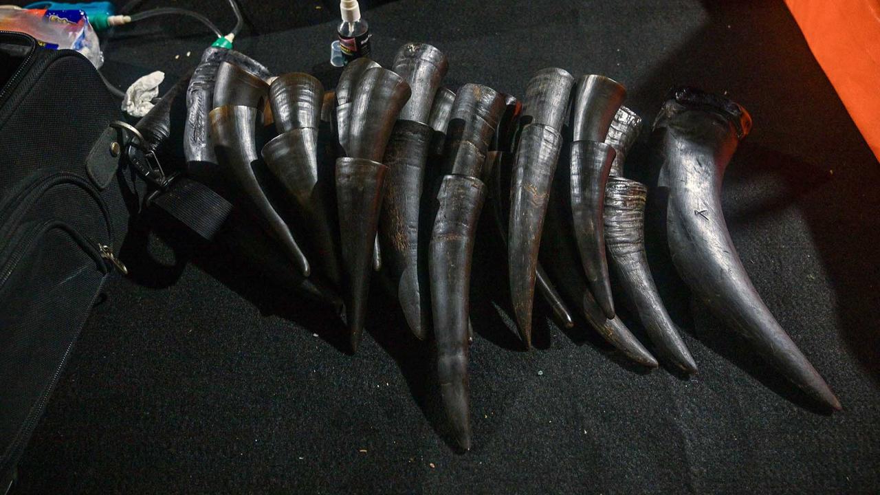 FOTO: Terapi Bekam Tanduk Sapi, Pilihan Lawas di Zaman Modern