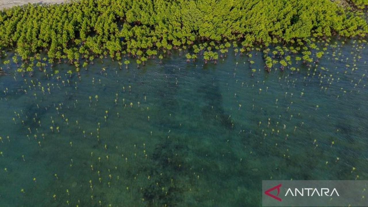Tahukah Anda? KLHK Susun Peta Zonasi Mangrove untuk Rehabilitasi 600 Ribu Hektare Hutan Bakau Indonesia
