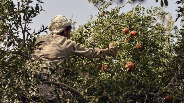Panen Buah Delima di Afghanistan