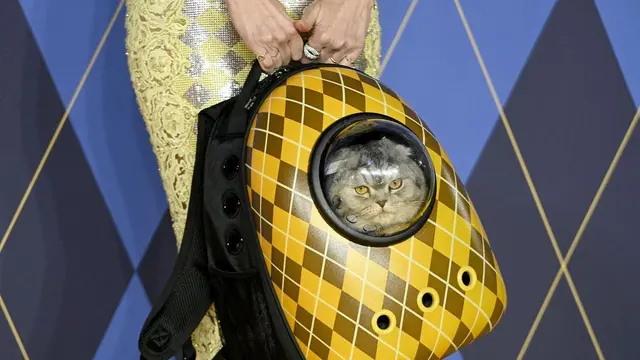 Kucing peliharaan Claudia Schiffer, Chip, dibawa menggunakan tas punggung. (Foto: Instagram Argylle Movie)