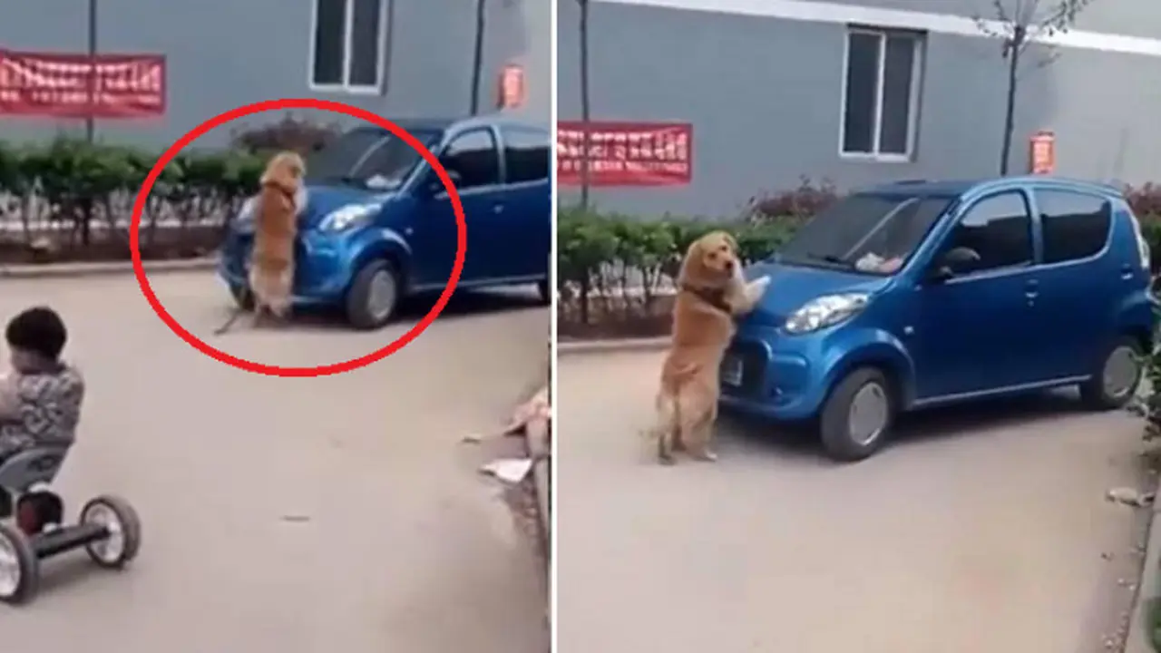Anjing