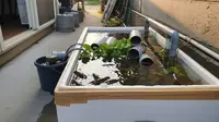 7 Ternak Box Styrofoam yang Cocok untuk Lahan Sempit Belakang Rumah