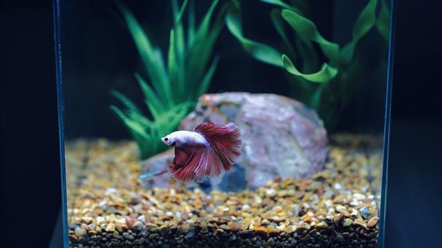 Ikan Cupang - Image by Yan Cabrera from Pixabay