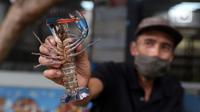 Petani menunjukkan lobster air tawar siap jual di tempat pembudidayaan BFC Mini Farm, Ciputat, Tangerang Selatan, Banten, Kamis (10/12/2020). Lobster air tawar asal Australia tersebut dijual Rp 60 ribu-Rp 500 ribu untuk memenuhi permintaan rumah makan dalam negeri. (Liputan6.com/Angga Yuniar)