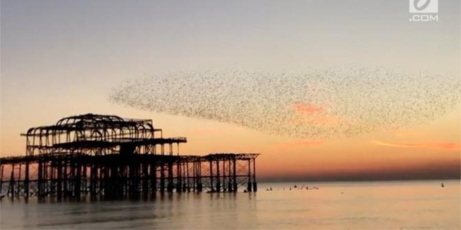 VIDEO: Indahnya Tarian Ribuan Burung Jalak di Atas Laut