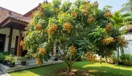 15 Cara Membuat Pohon Kelengkeng Pendek tapi Cepat Berbuah Lebat, Jangan Asal Pangkas